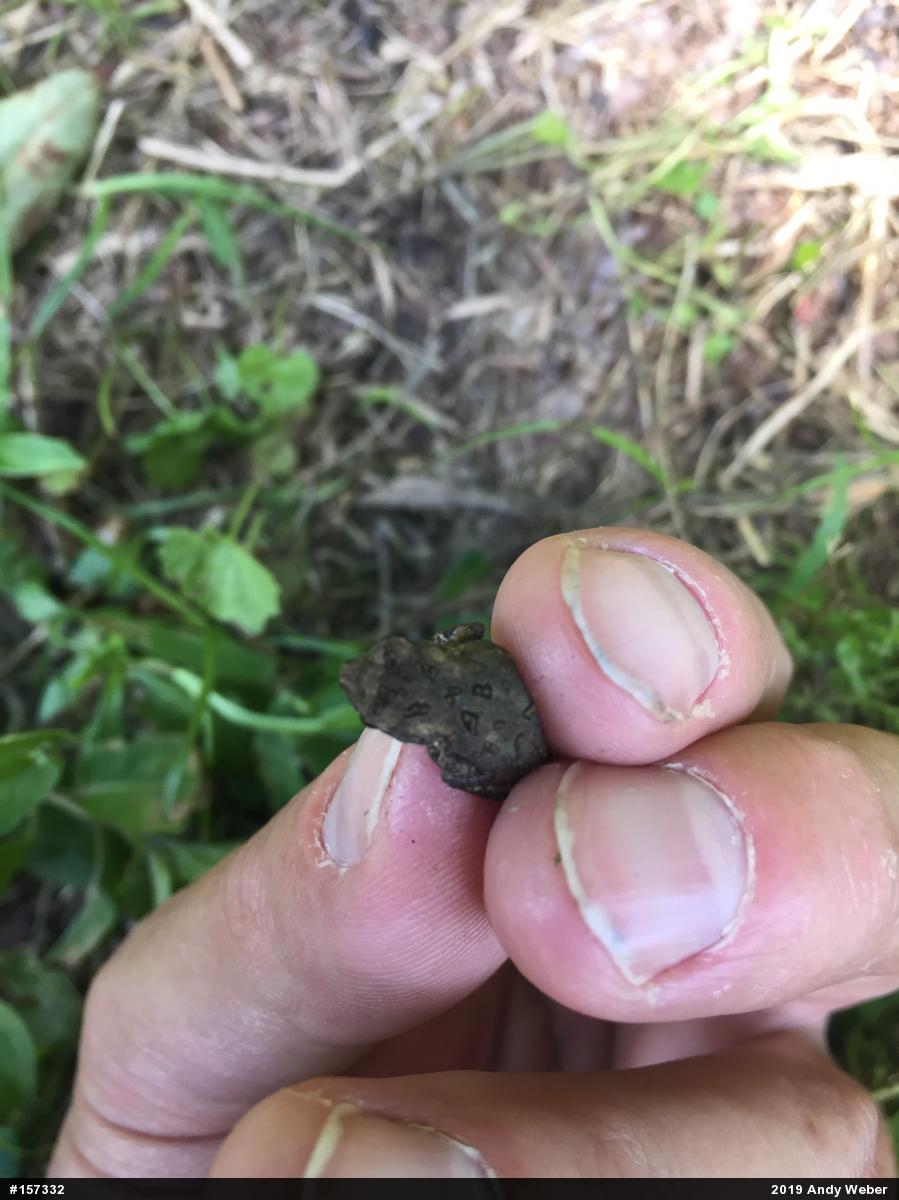 Eastern American Toad
