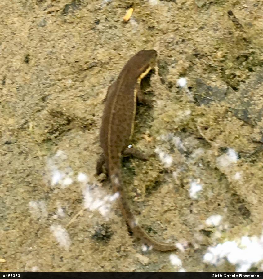 Red-spotted Newt