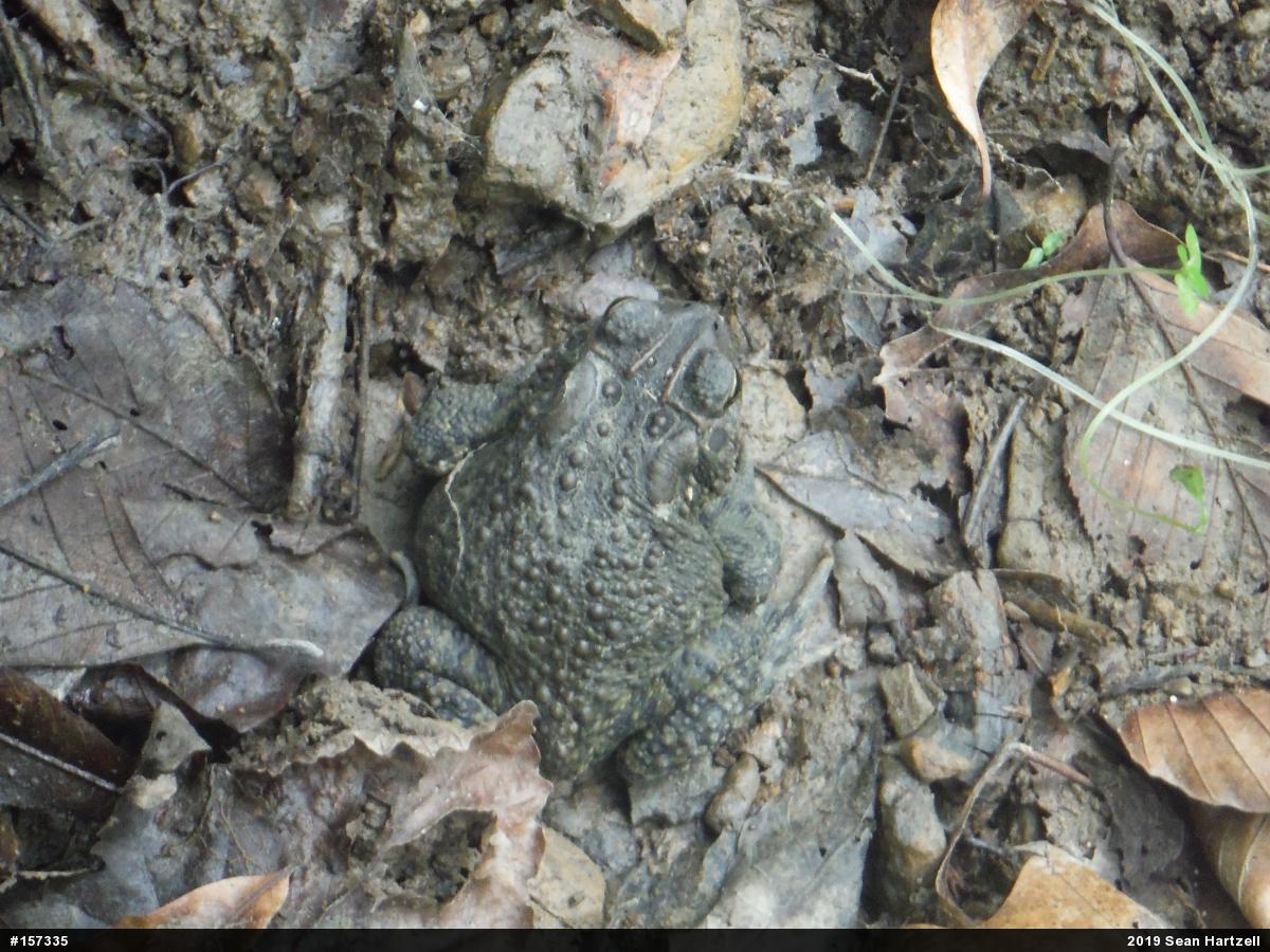 Eastern American Toad