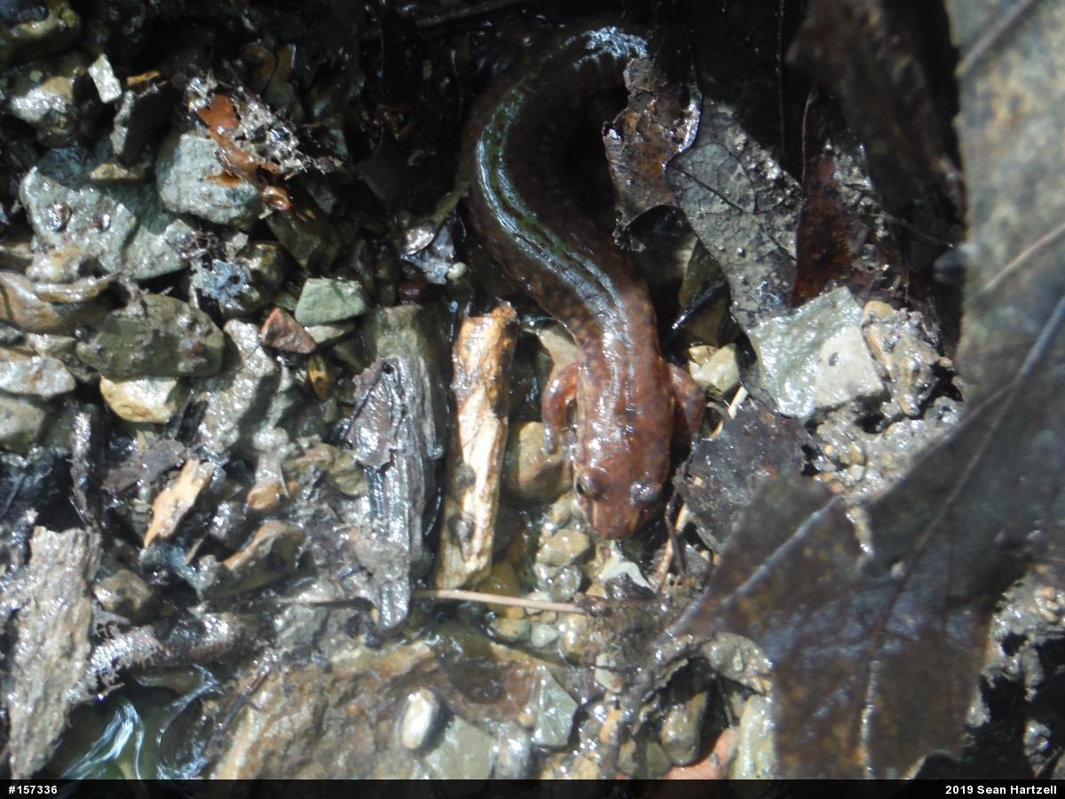 Northern Spring Salamander