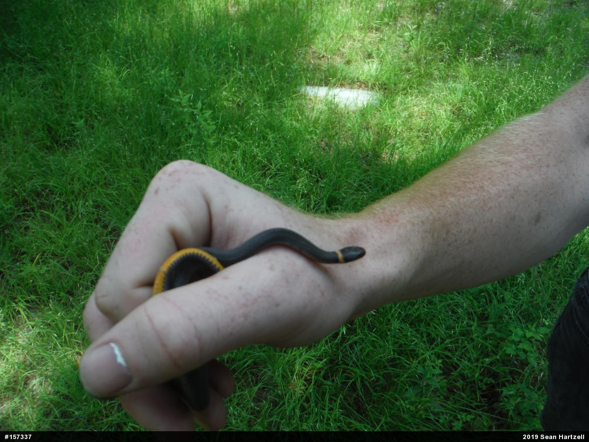 Northern Ring-necked Snake