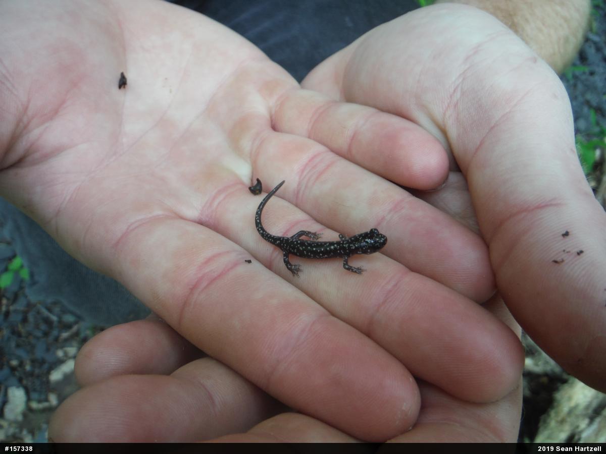 Northern Slimy Salamander
