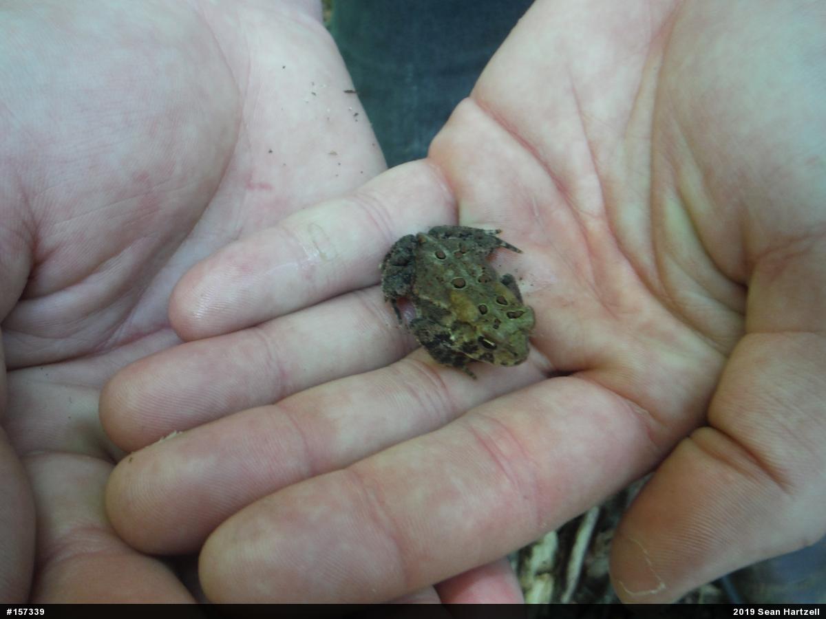 Eastern American Toad