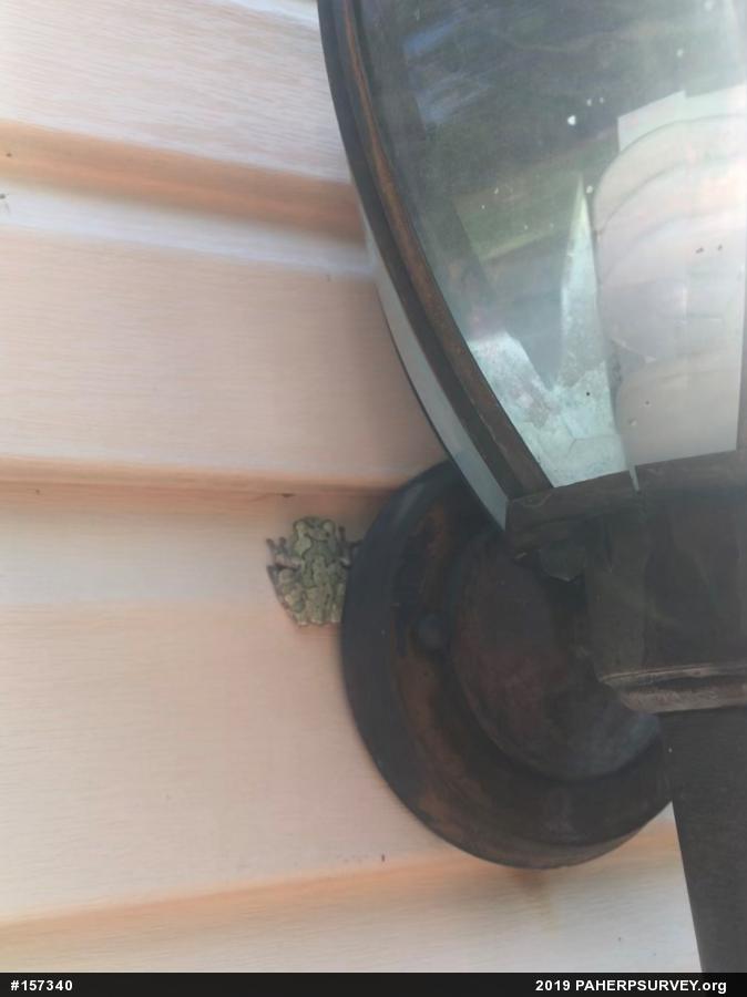 Unknown Gray Treefrog