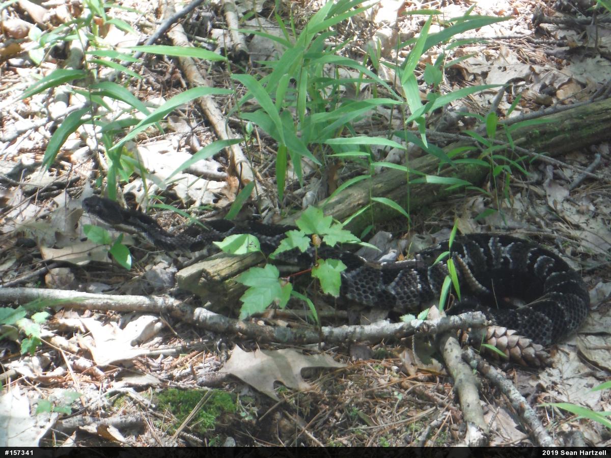 Timber Rattlesnake