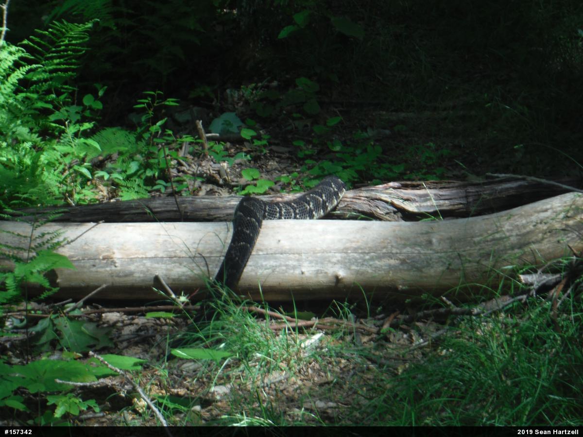 Timber Rattlesnake