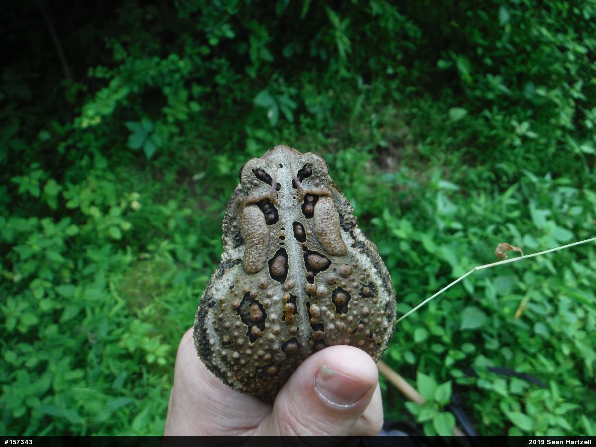 Eastern American Toad
