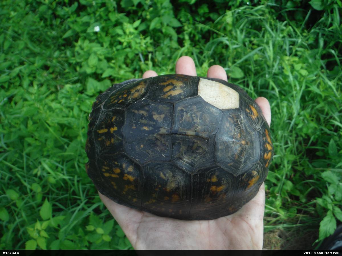 Eastern Box Turtle