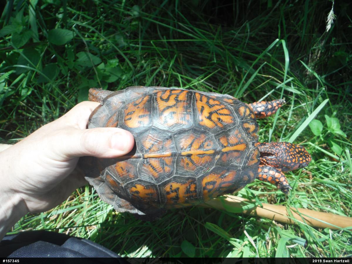Eastern Box Turtle
