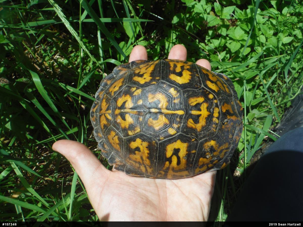 Eastern Box Turtle