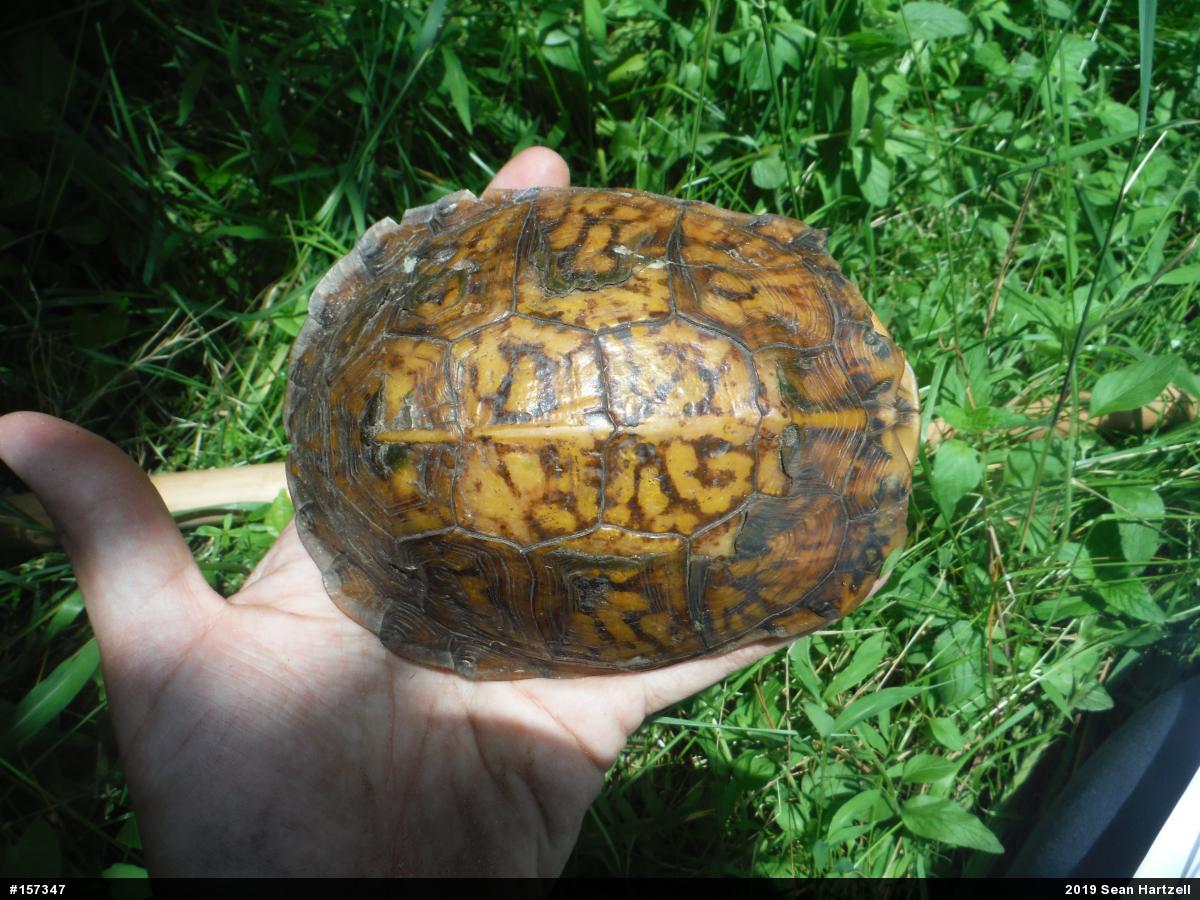Eastern Box Turtle