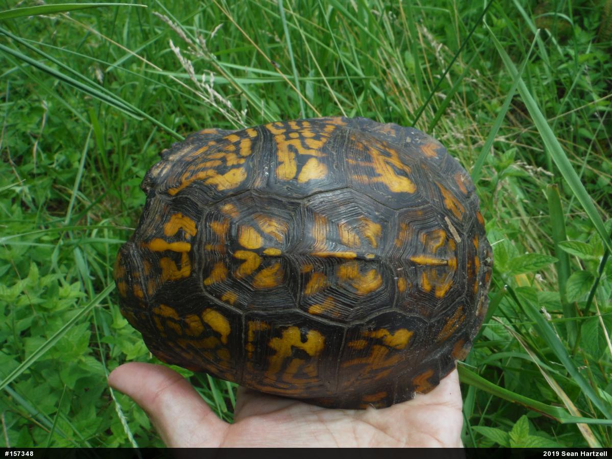 Eastern Box Turtle