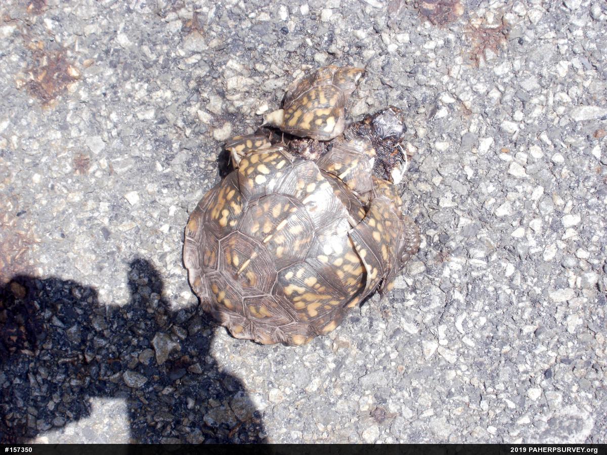 Eastern Box Turtle