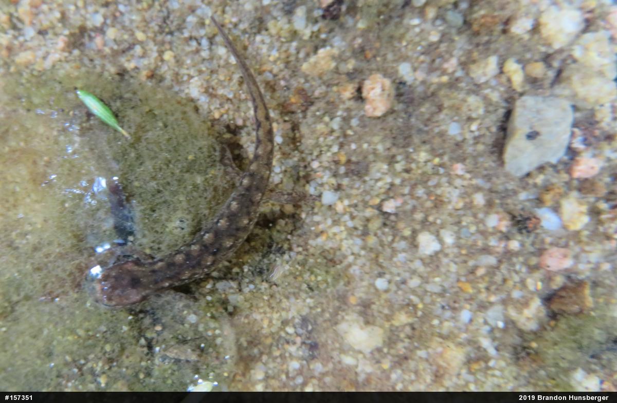 Northern Dusky Salamander