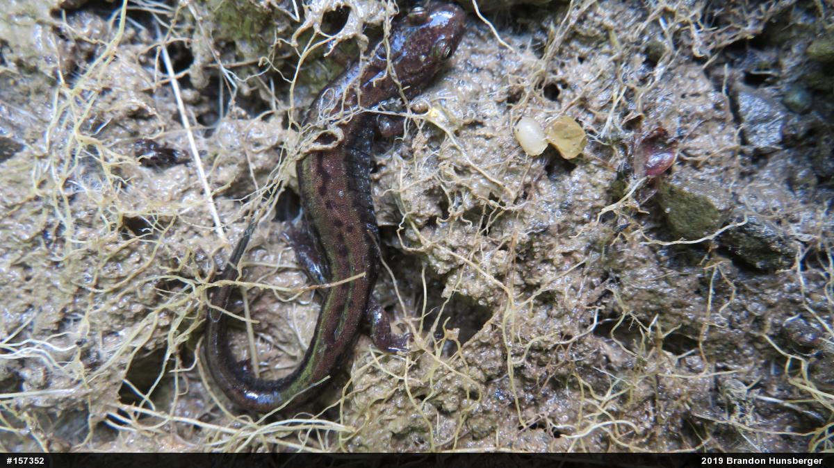 Allegheny Mountain Dusky Salamander