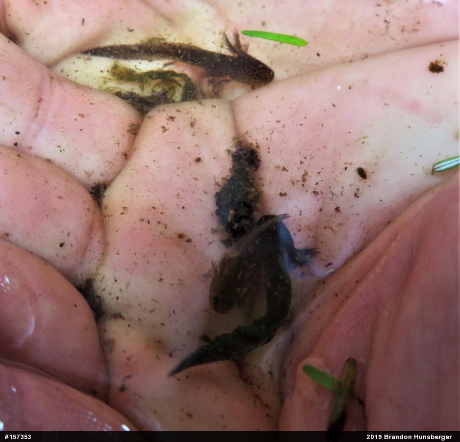 Mole Salamanders