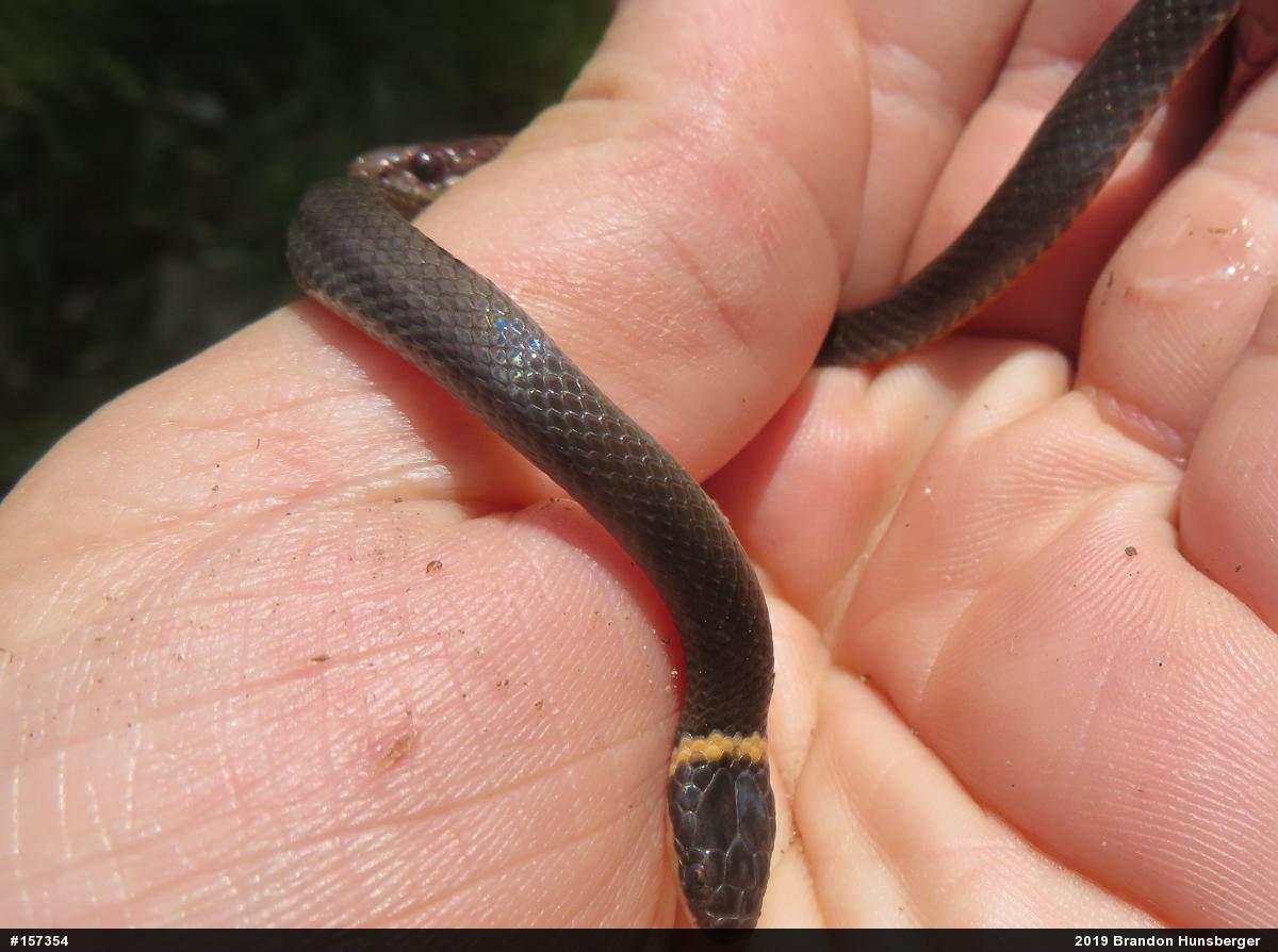 Northern Ring-necked Snake