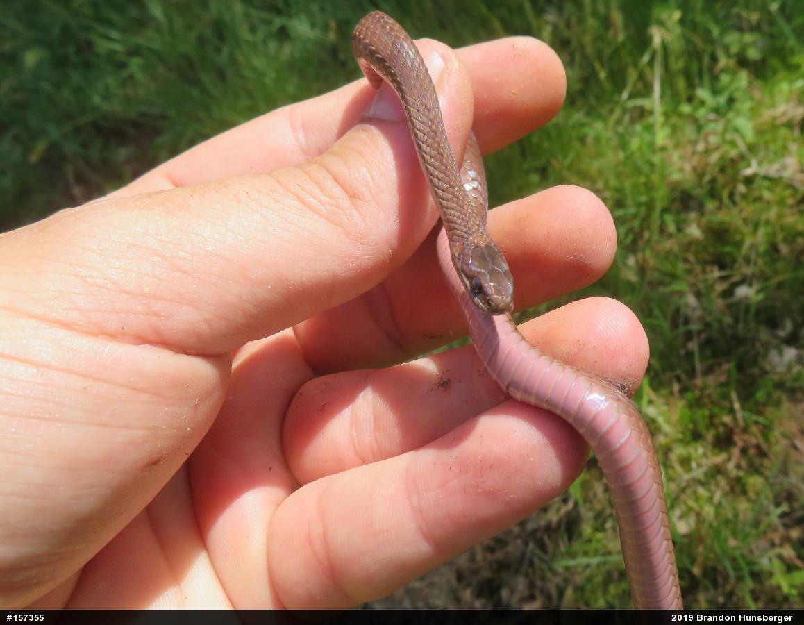 Red-bellied Snake