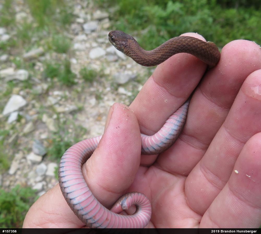 Red-bellied Snake