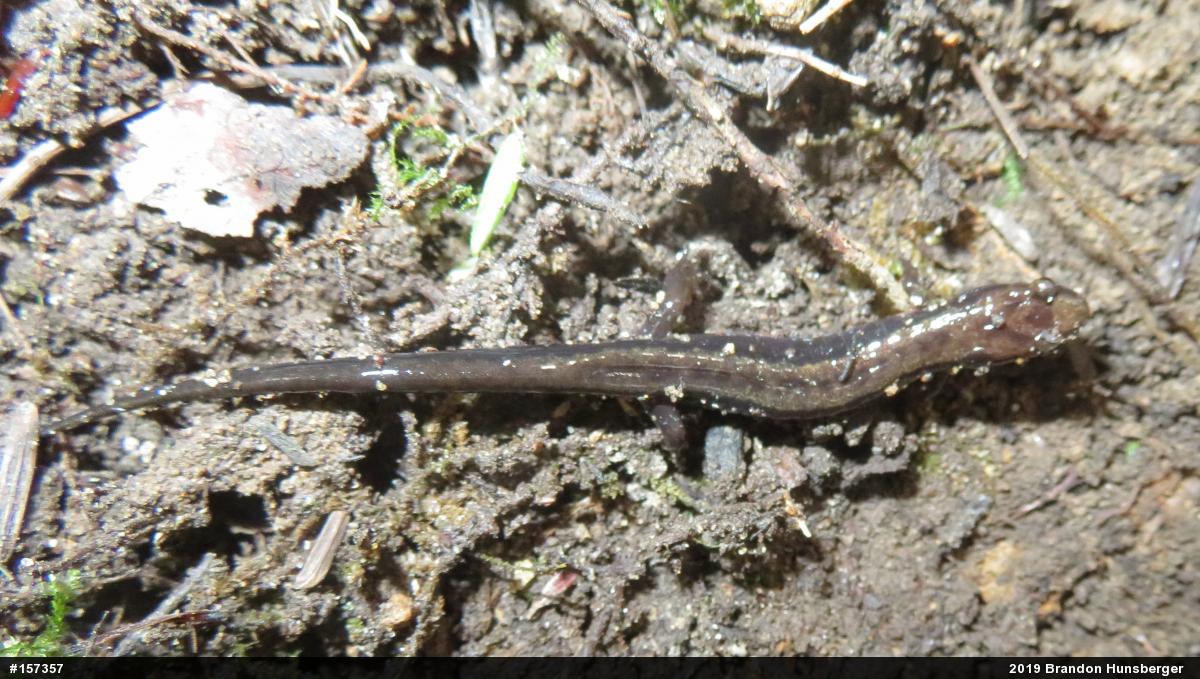 Allegheny Mountain Dusky Salamander