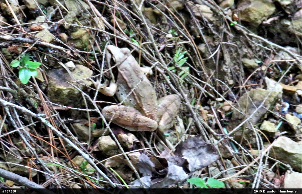 Wood Frog