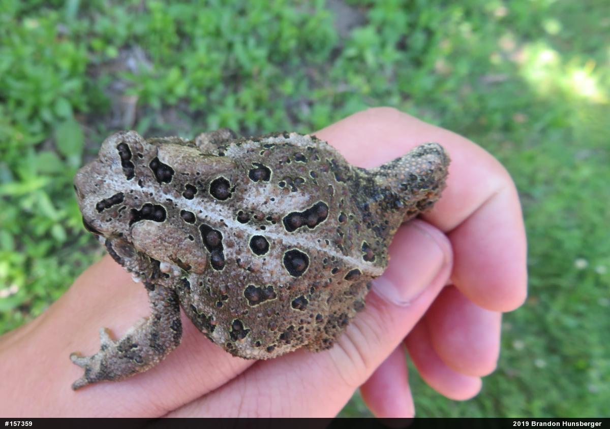 Eastern American Toad