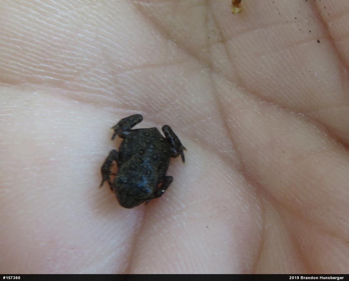 Eastern American Toad