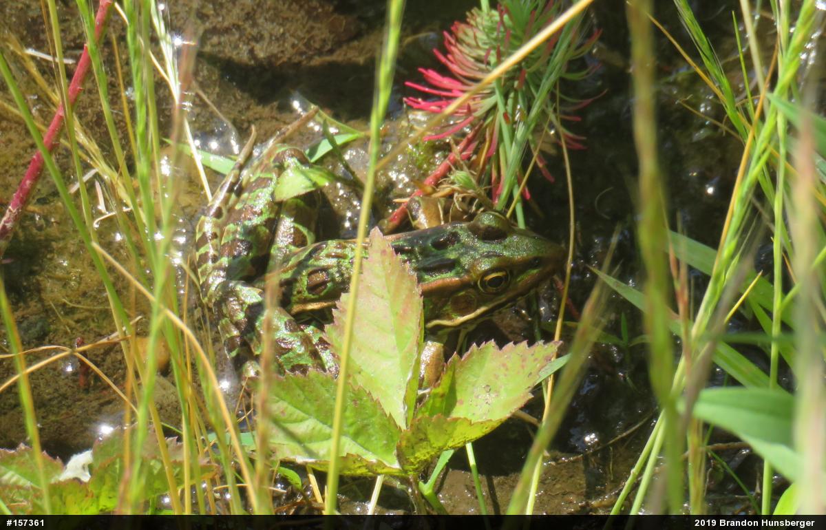 Northern Leopard Frog