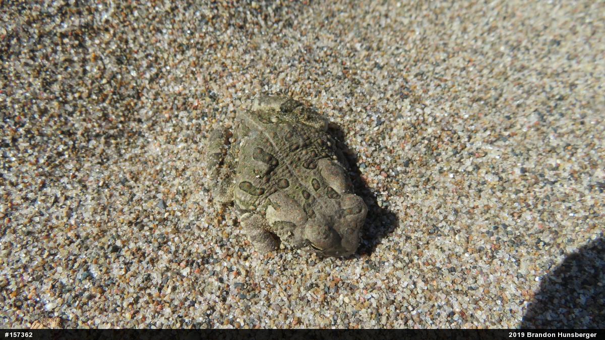 Fowler's Toad