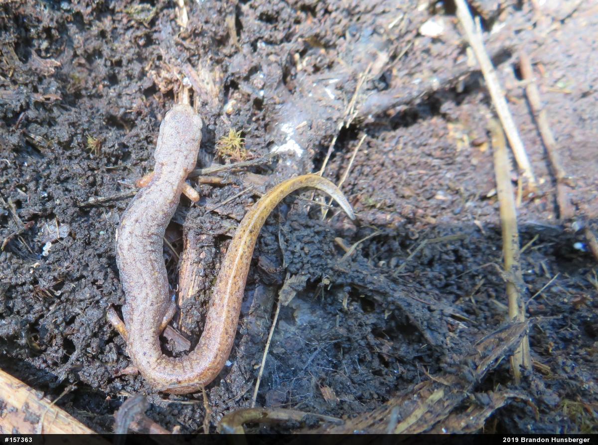 Four-toed Salamander