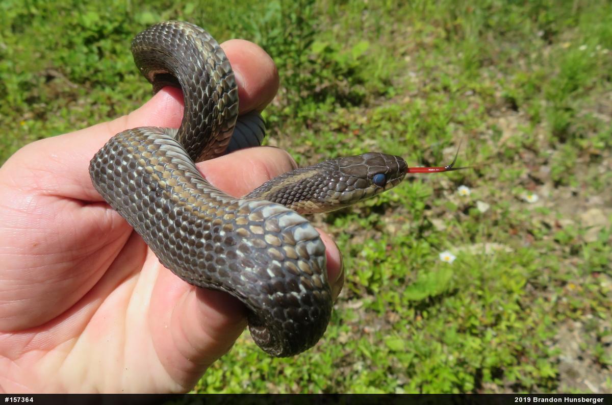 Eastern Gartersnake