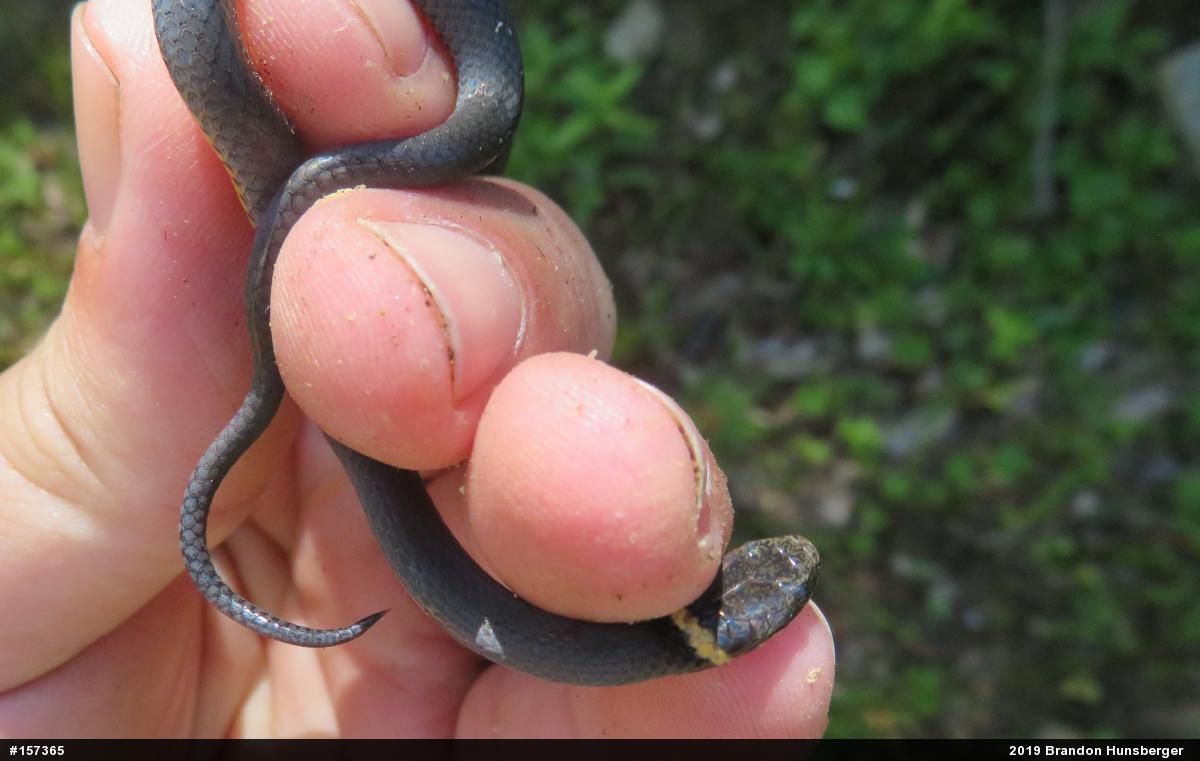 Northern Ring-necked Snake