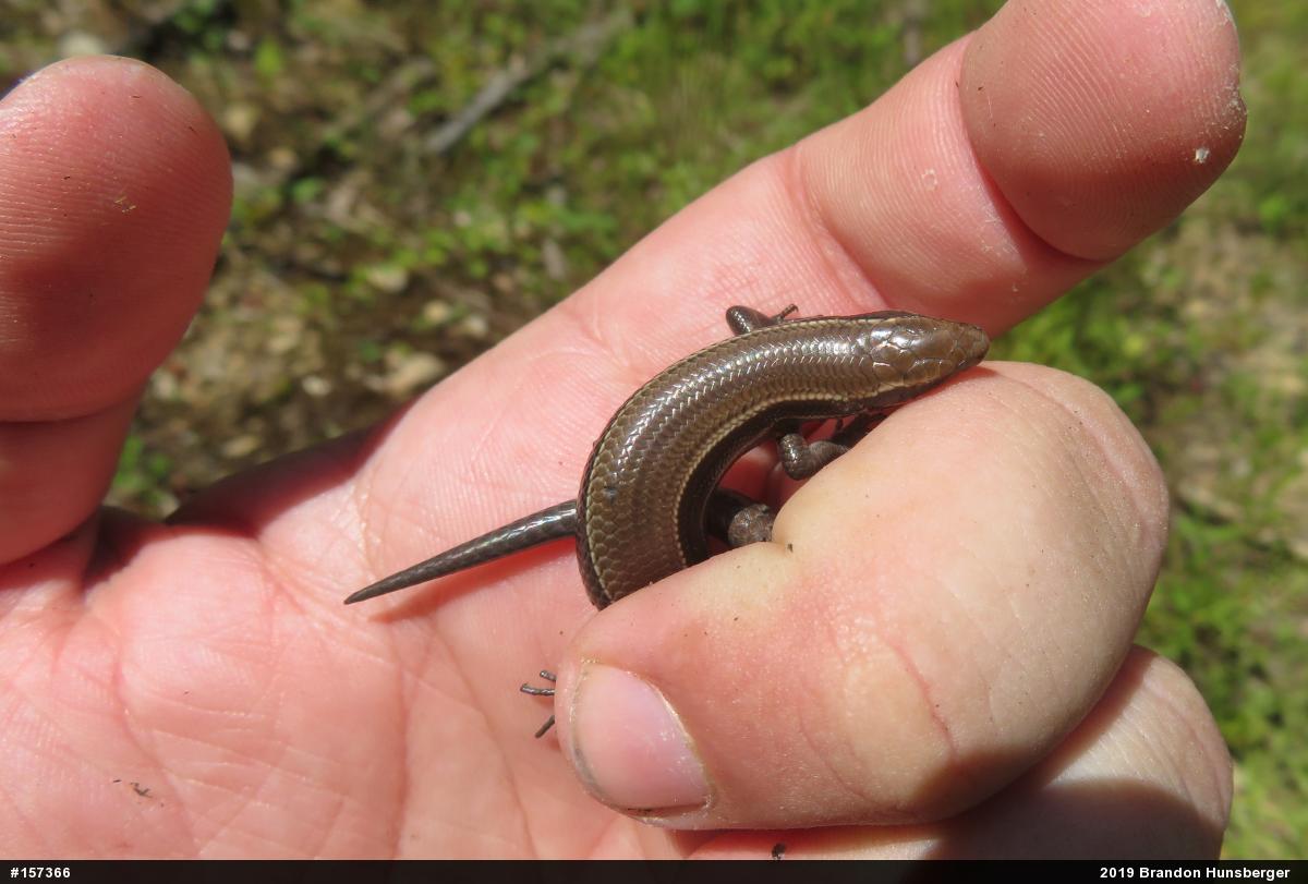 Northern Coal Skink