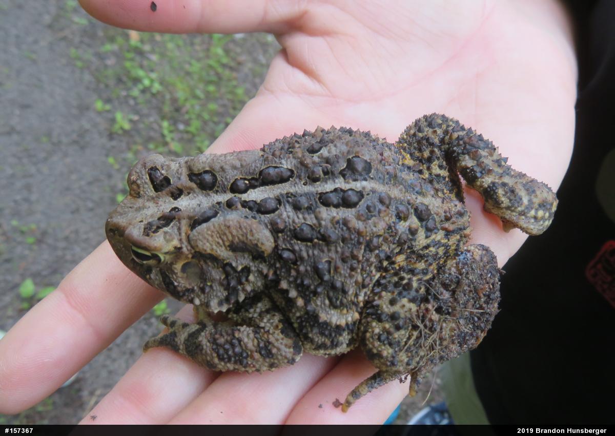 Eastern American Toad