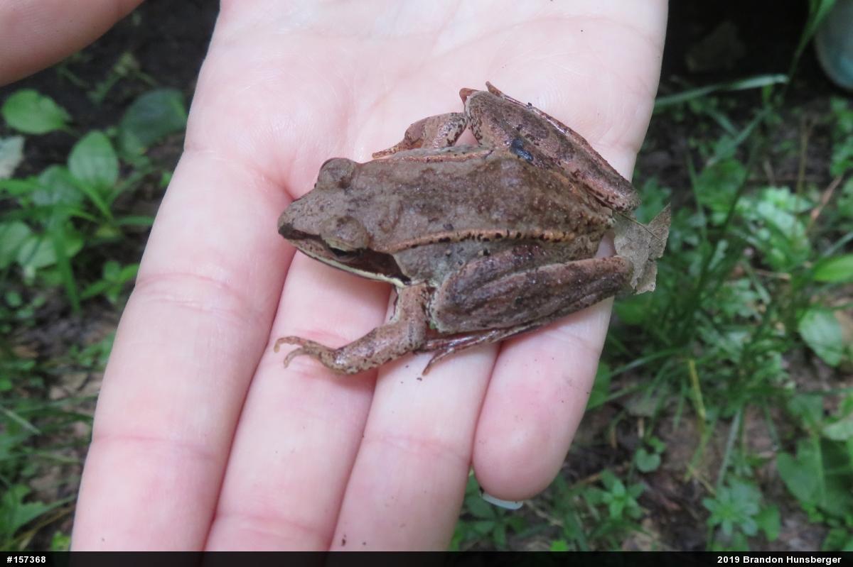Wood Frog