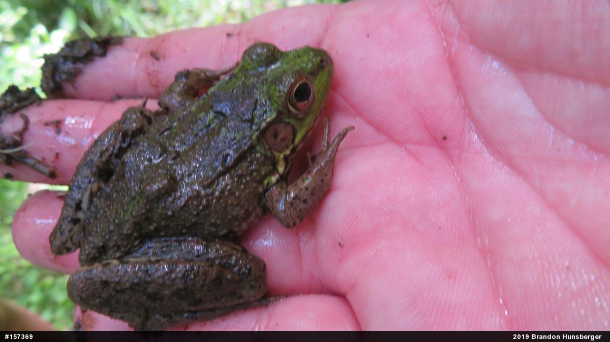 Green Frog