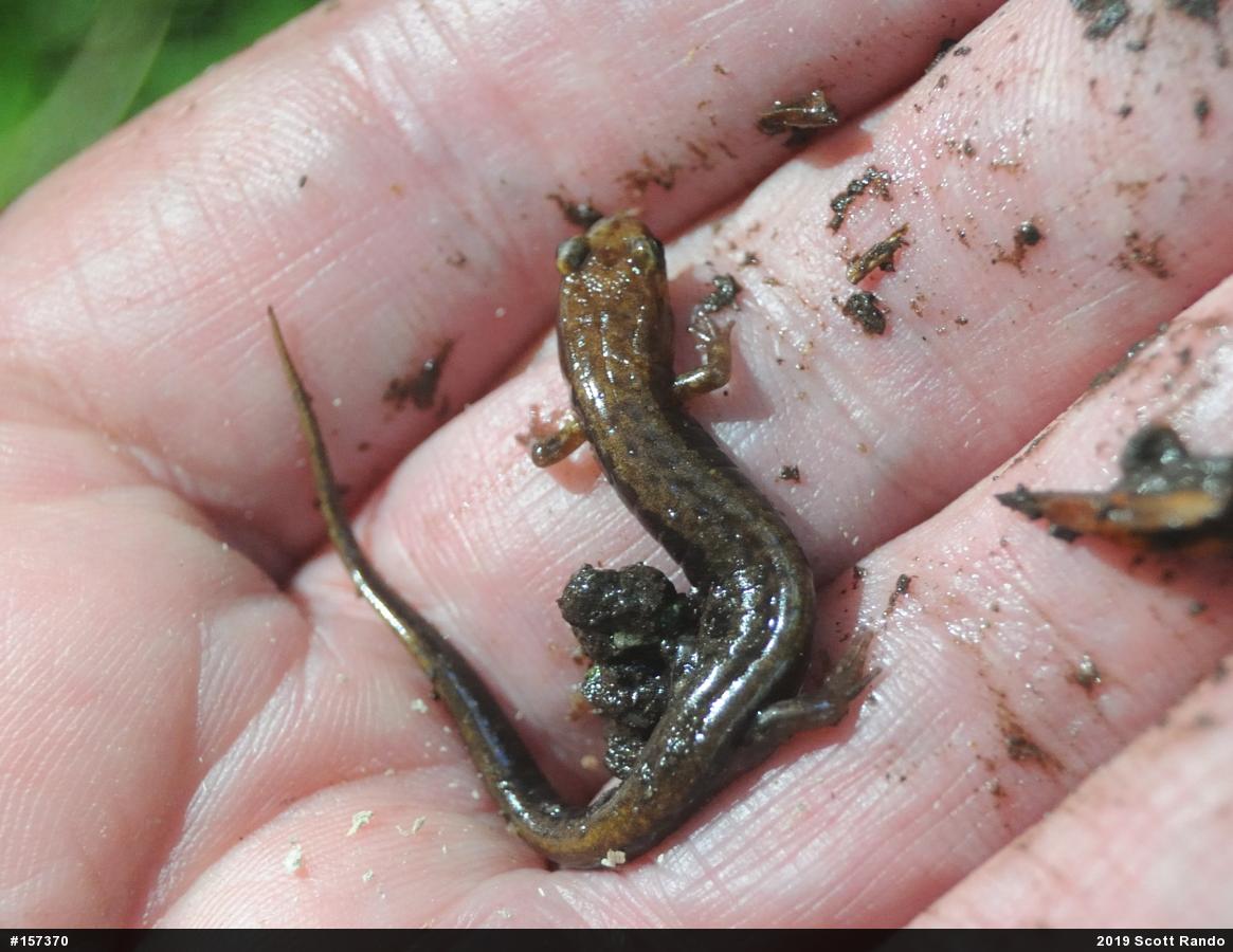 Allegheny Mountain Dusky Salamander