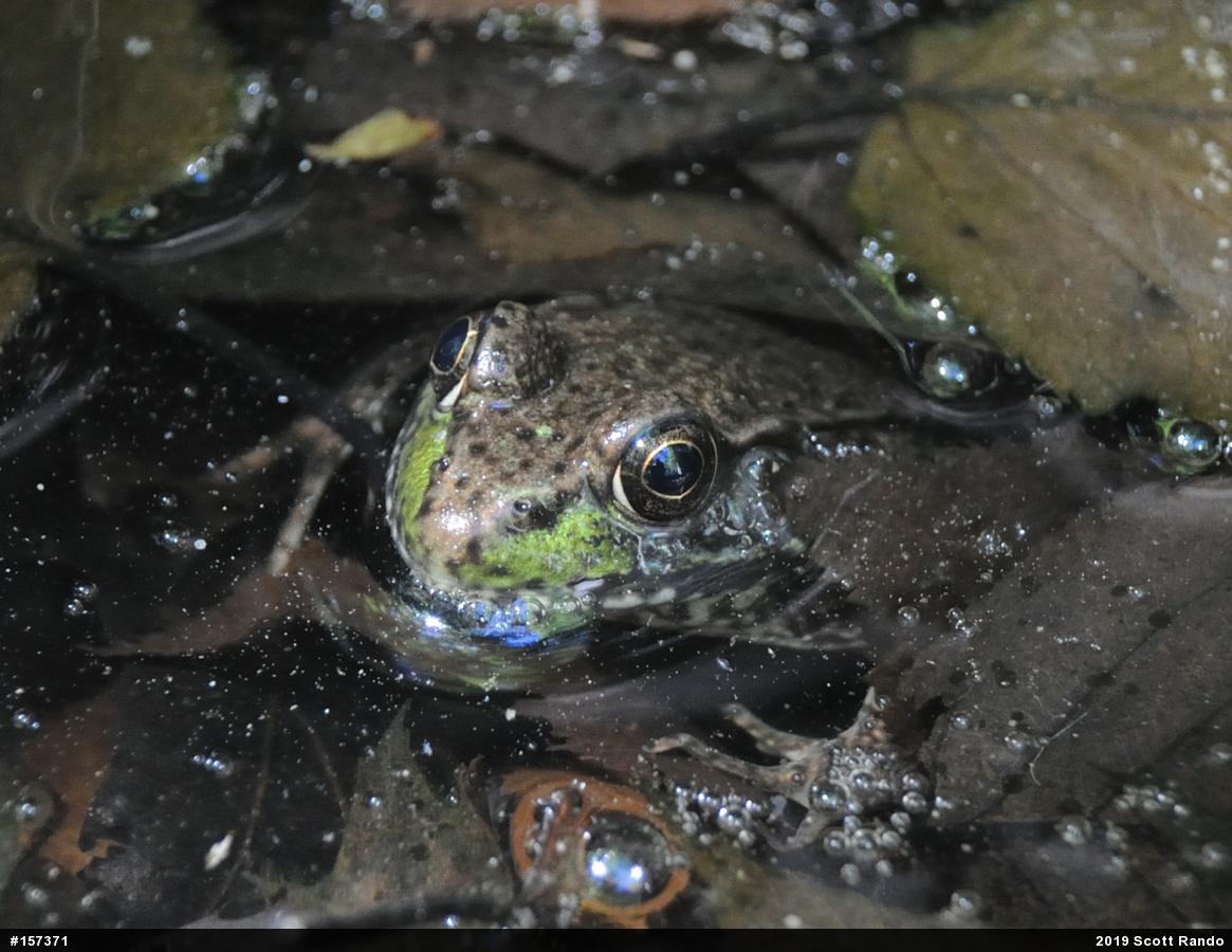 Green Frog