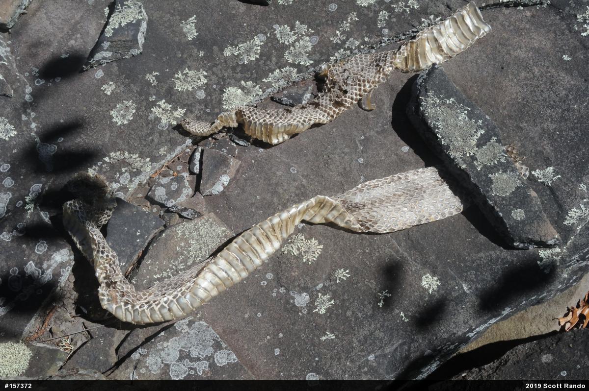 Timber Rattlesnake