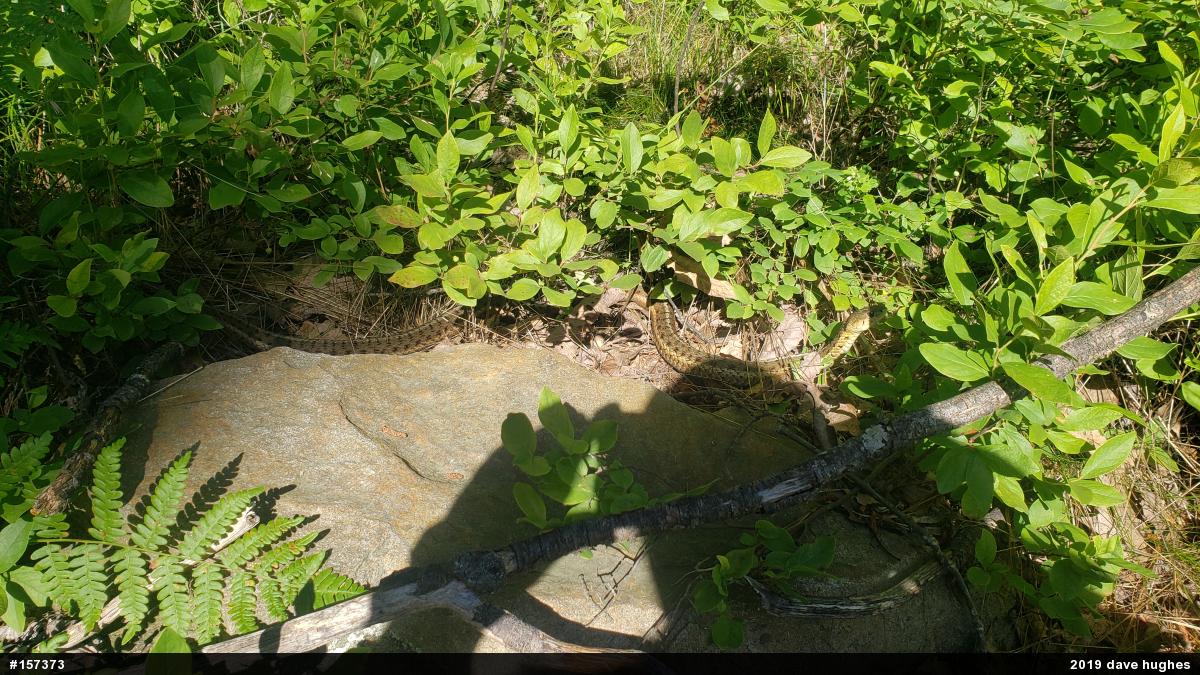 Eastern Gartersnake