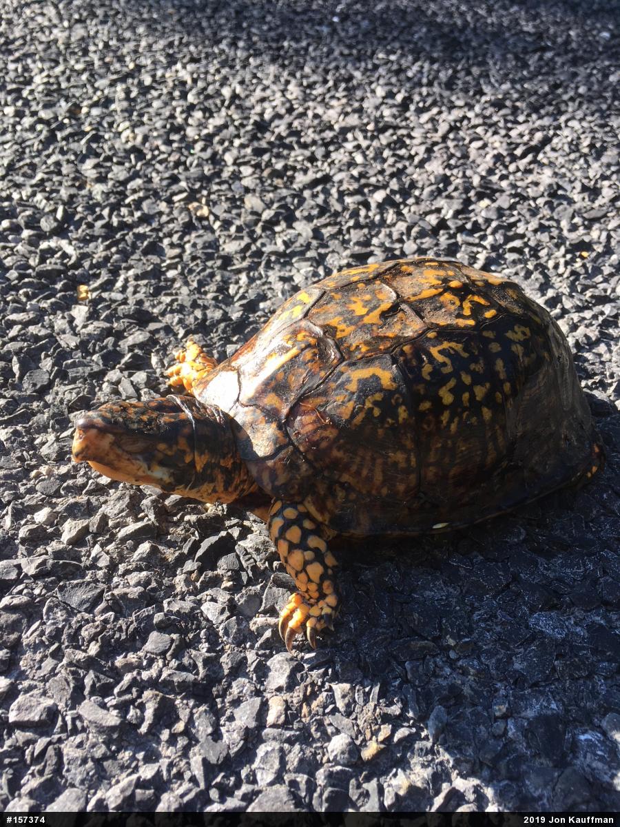 Eastern Box Turtle