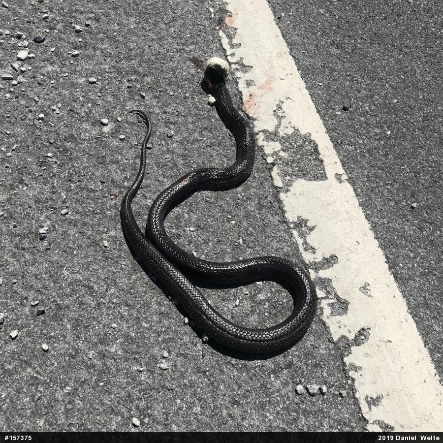 Eastern Ratsnake