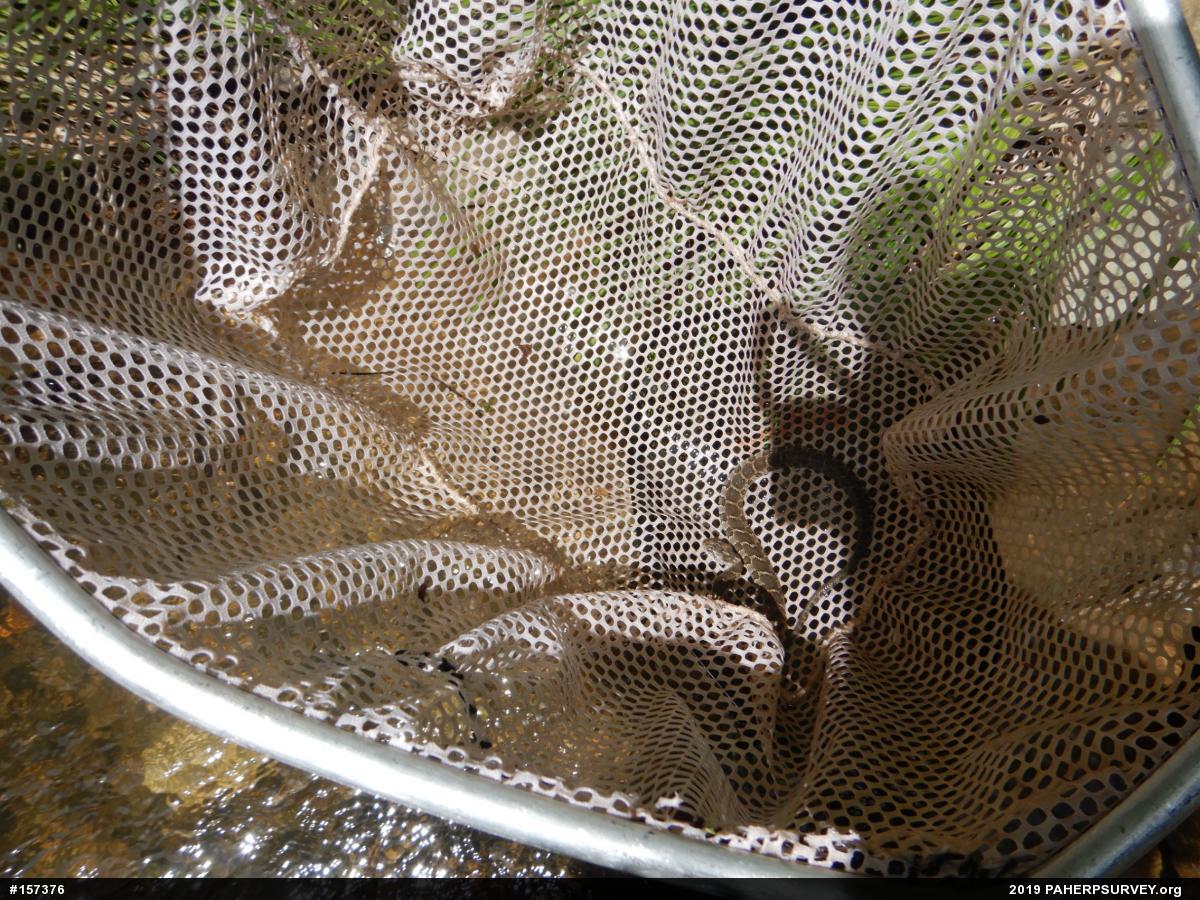 Northern Watersnake