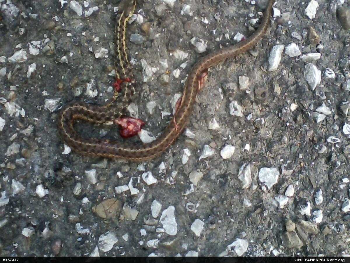 Eastern Gartersnake