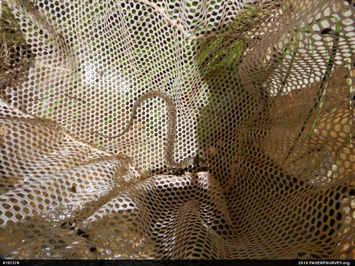 Northern Watersnake