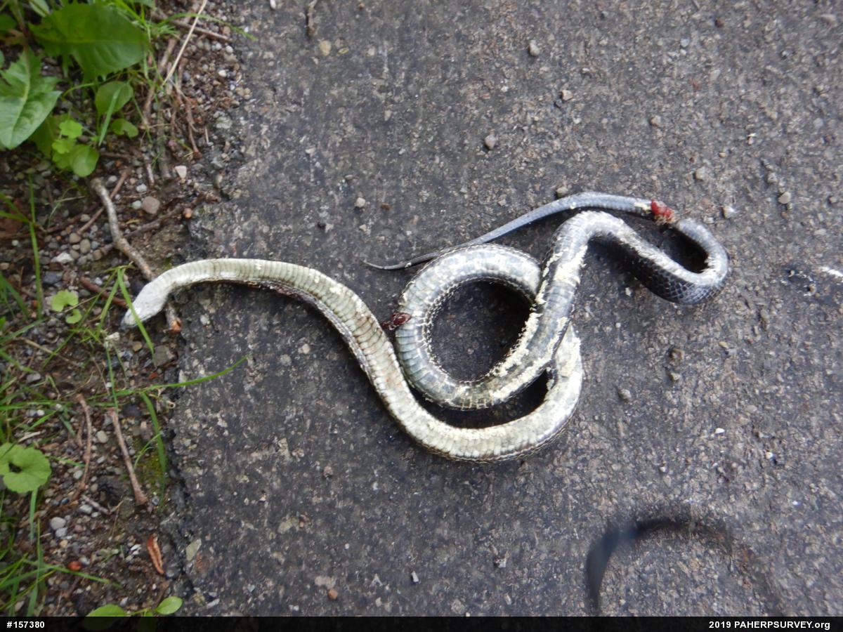 Eastern Ratsnake