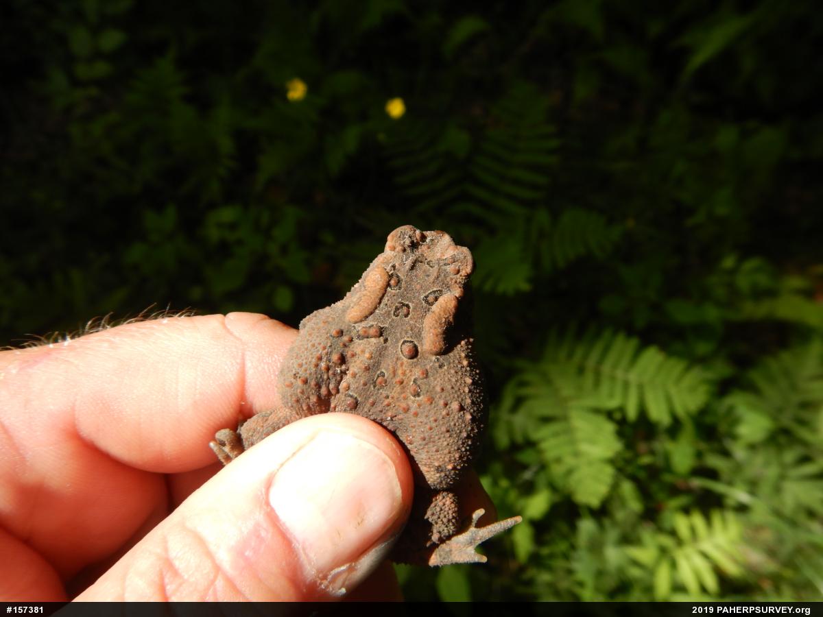 Eastern American Toad