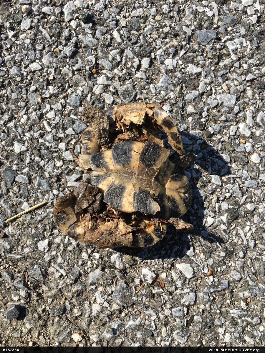 Wood Turtle