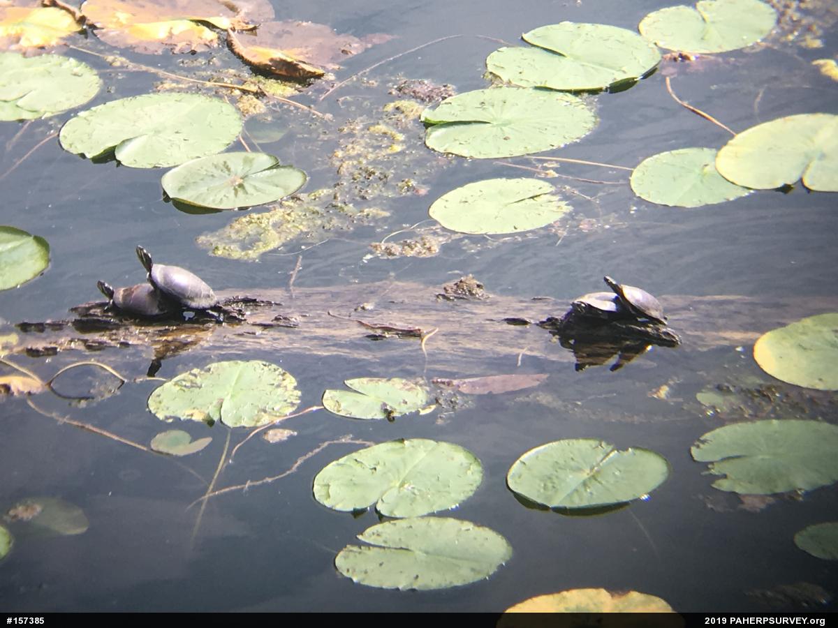 Eastern Painted Turtle