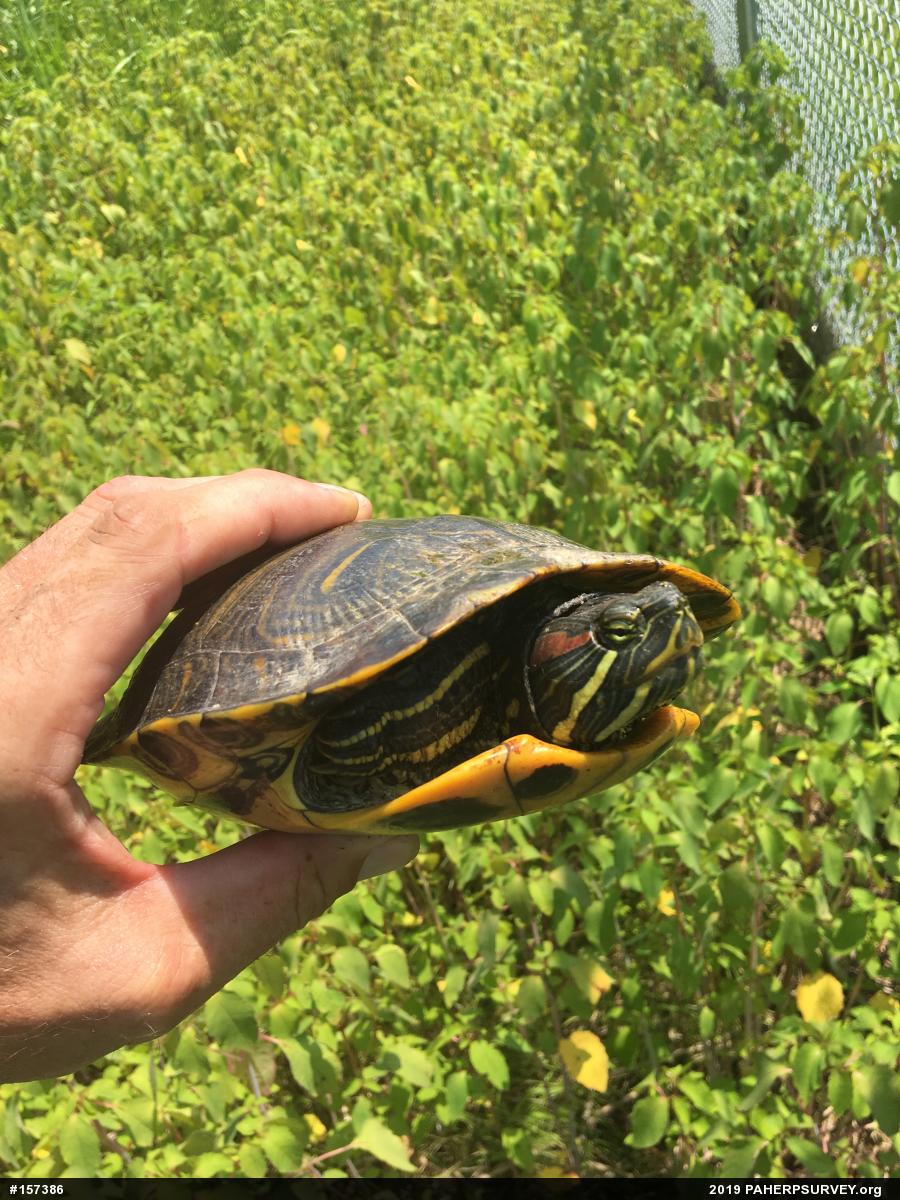 Red-eared Slider